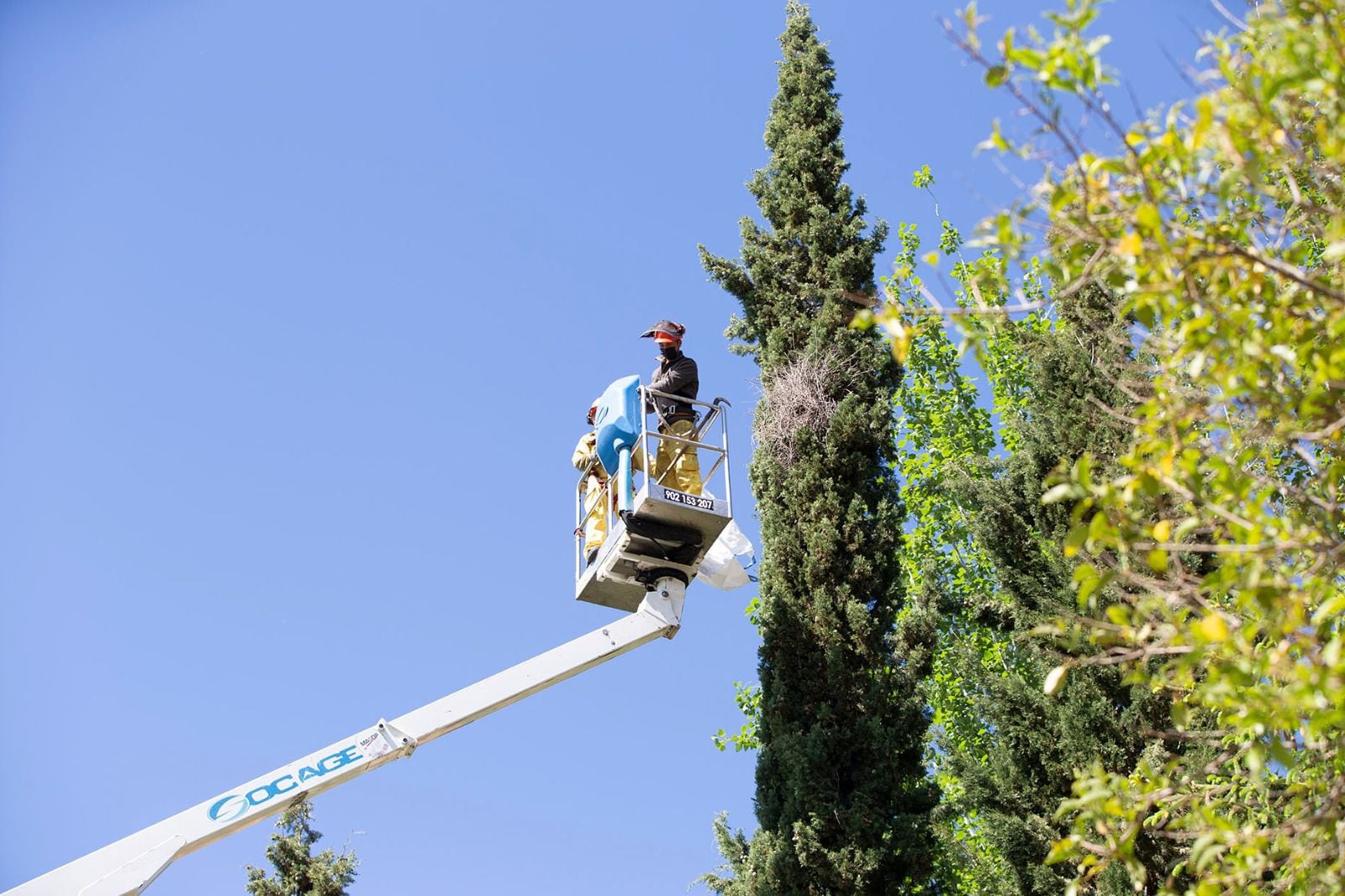 Considerada una especie invasora, el municipio realiza una campaña todas las primaveras para reducir los daños que puede causar a la flora y la fauna autóctonos por medio de la reducción de las colonias