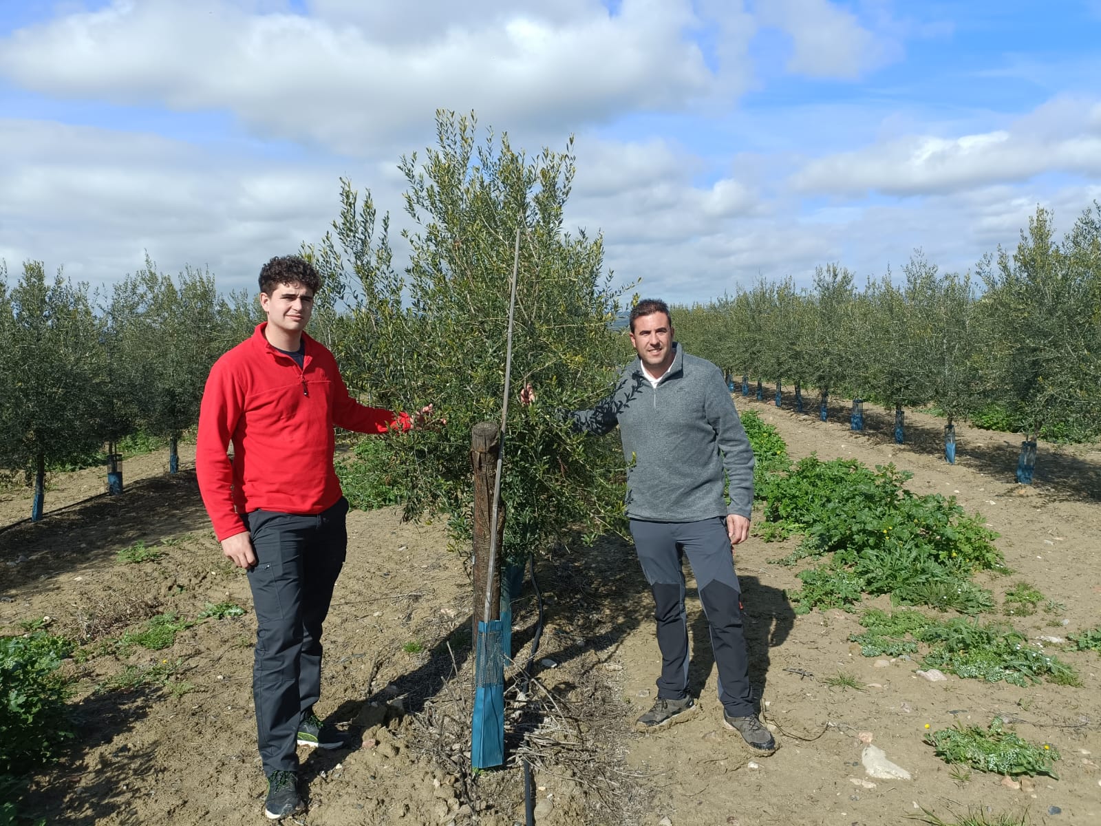 Raúl y Miguel en la finca de olivar de Villanueva de la Reina donde han completado su formación.