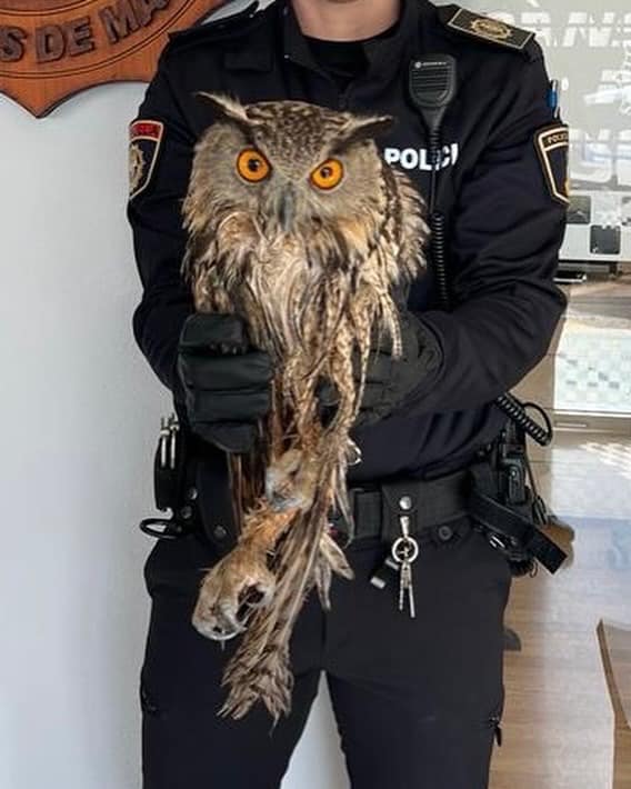 Ejemplar de buho real con la policía local de Banyeres