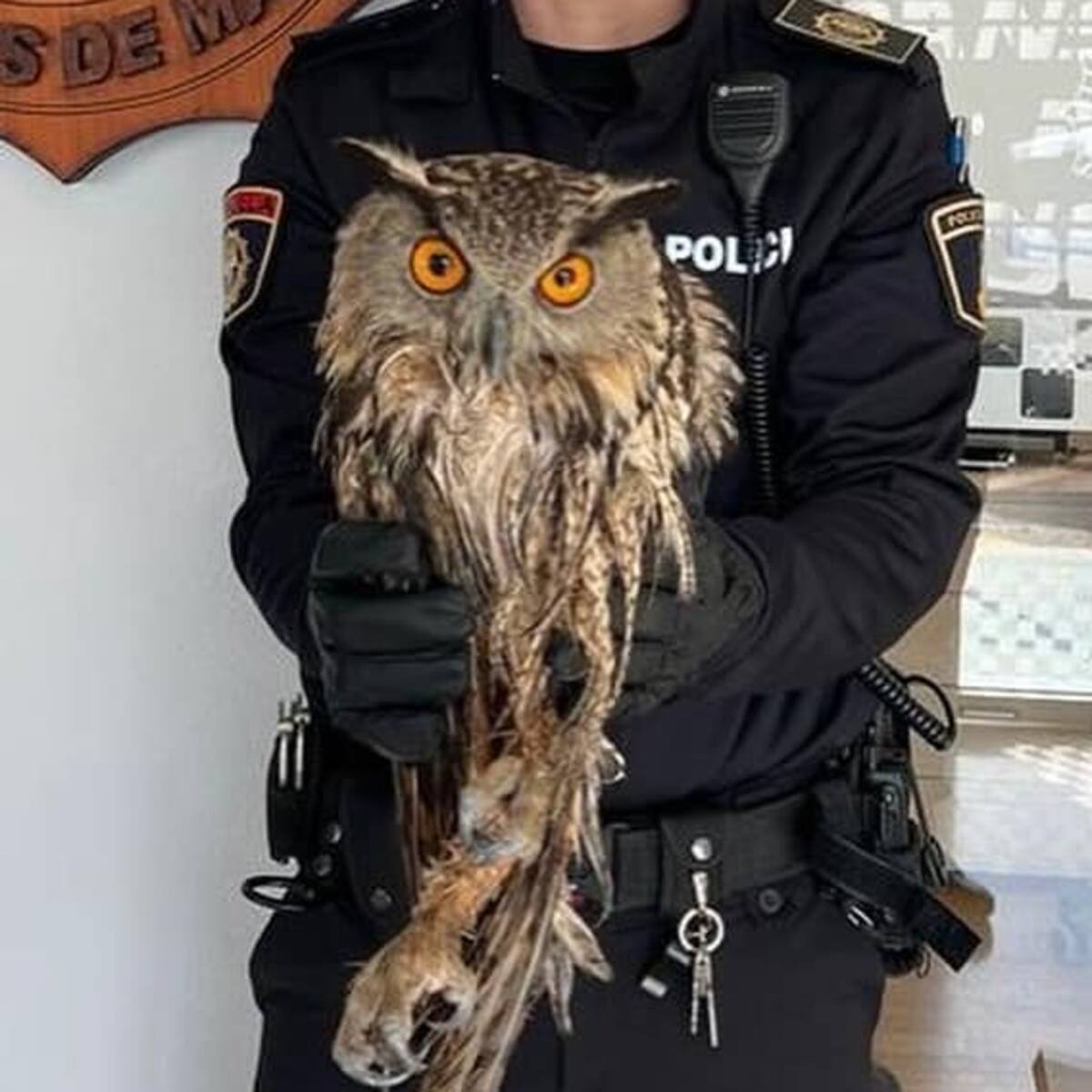 La policía local de Banyeres de Mariola recupera un Buho Real