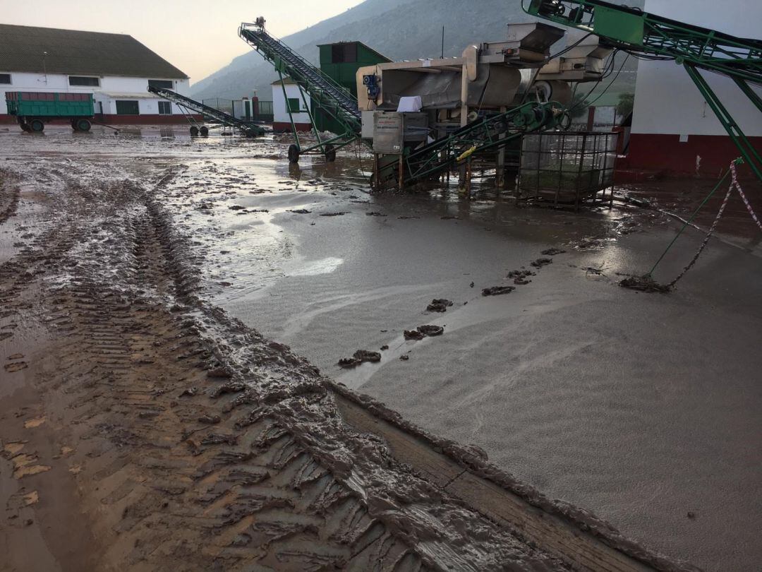 Exteriores de la cooperativa de Teba tras las lluvias.