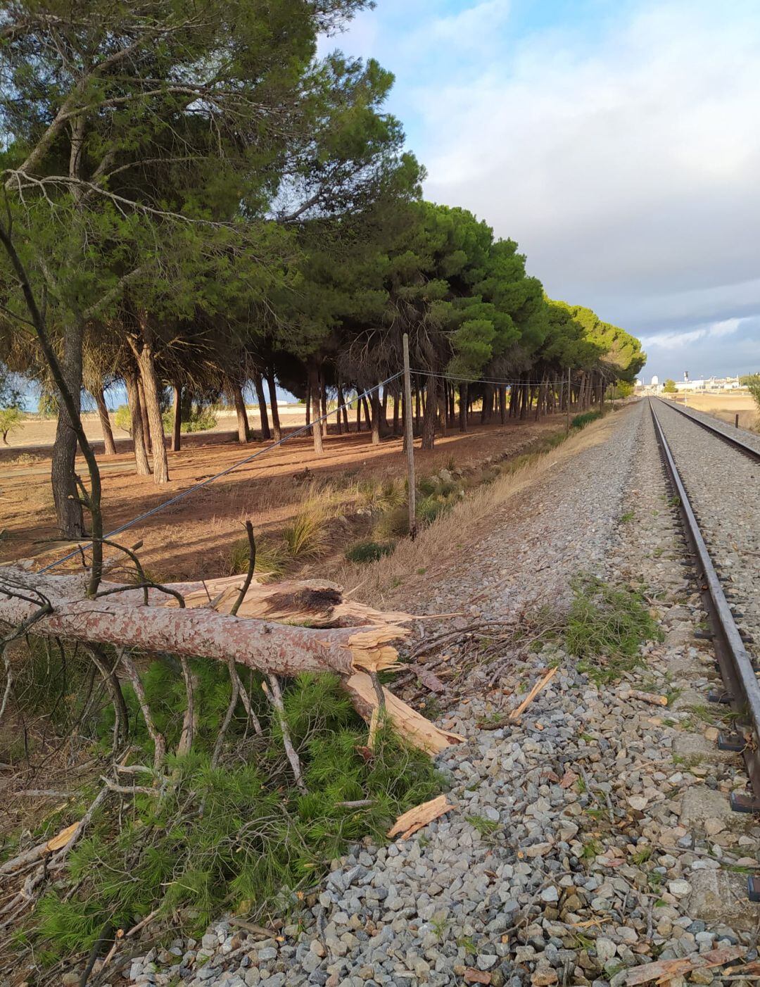 Un pino ha caído sobre la vía del tren Talavera - Madrid a su paso por Torrijos