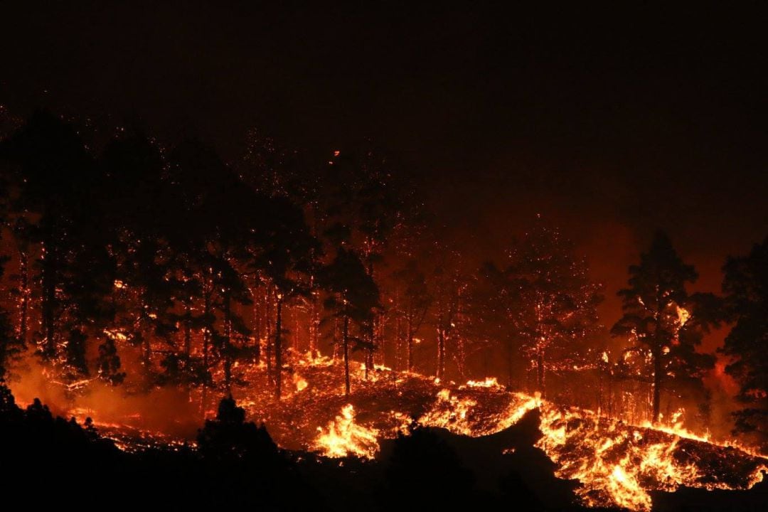 Brasas durante un incendio en una zona boscosa