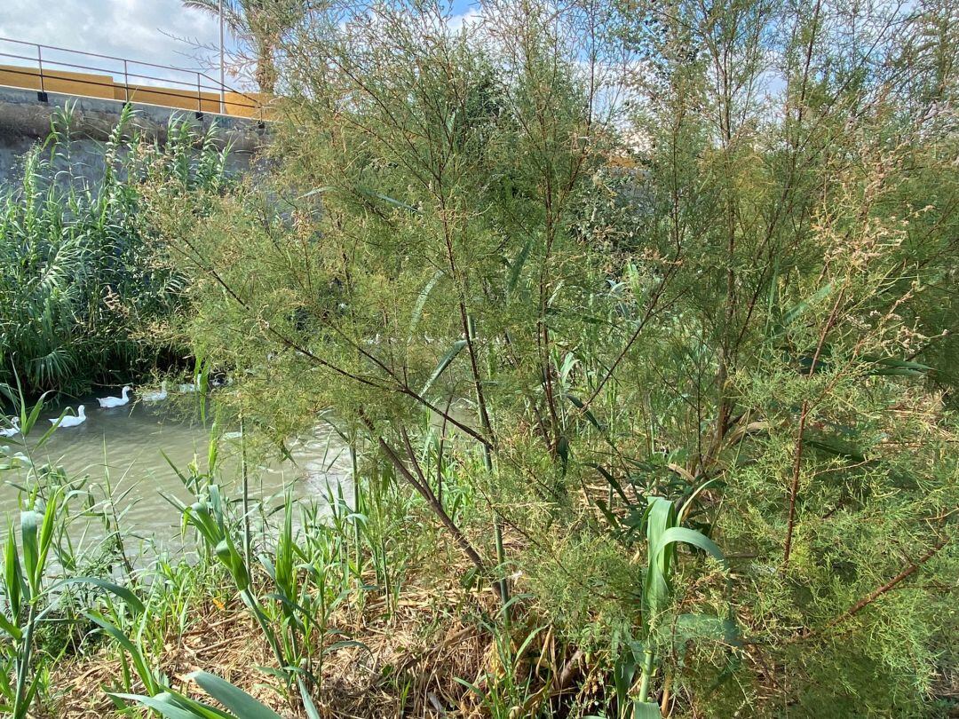 El Ayto de Murcia y ANSE trabajan en la recuperación del bosque de Ribera en el meandro de Las Norias