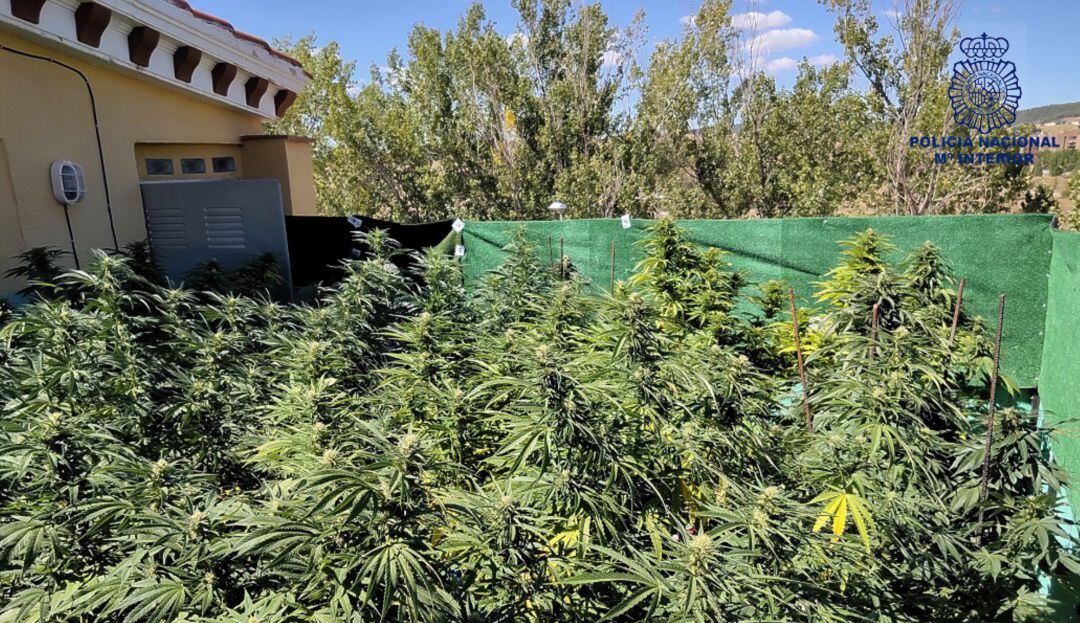 El detenido cultivaba la marihuana en la azotea de su vivienda