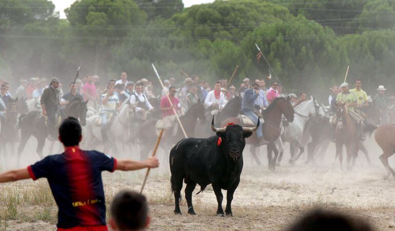Celebración del Torneo del Toro de la Vega 2013
