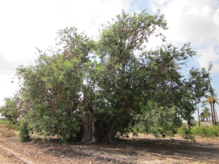 Algarrobo incluido en el catálogo de árboles protegidos de la Generalitat valenciana