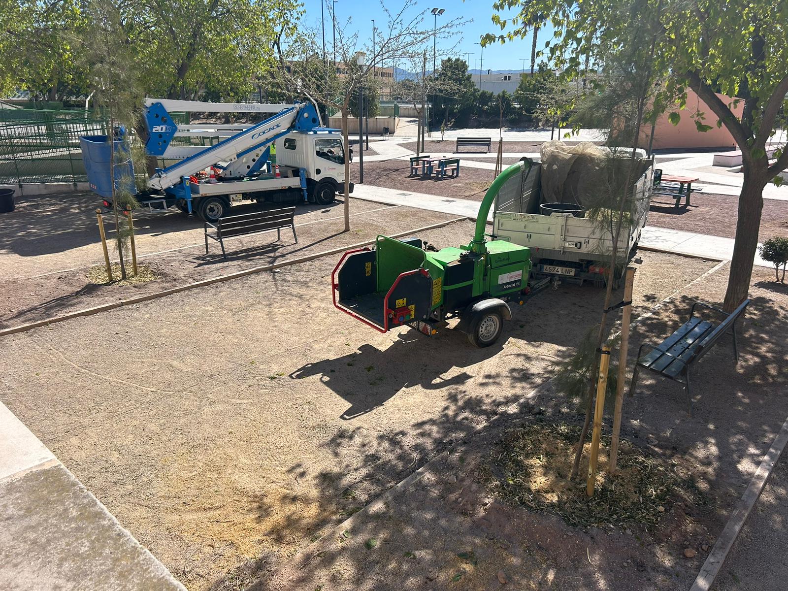 Moreras taladas en el parque de San Diego de Lorca