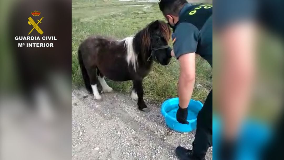 La Guardia Civil auxilia a un pony al sol y sin agua