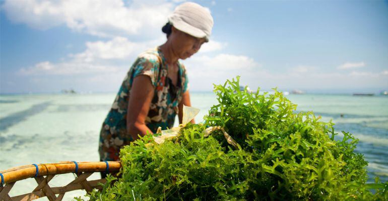 Las algas marinas necesitan un control de conservación tras el aumento de su producción