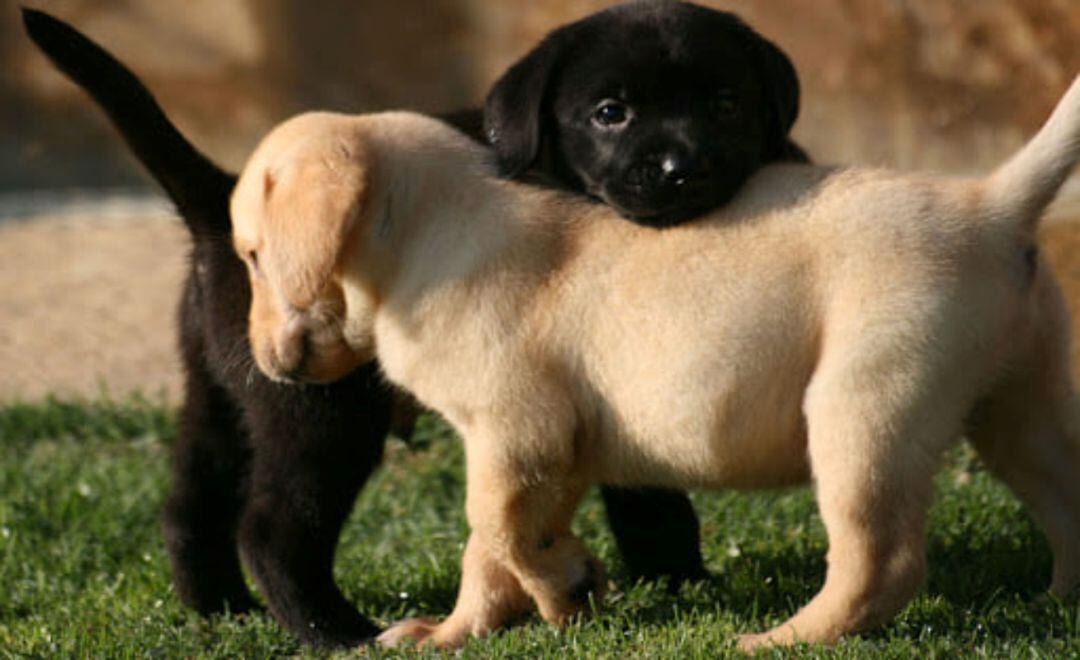 Varios perros. Foto archivo