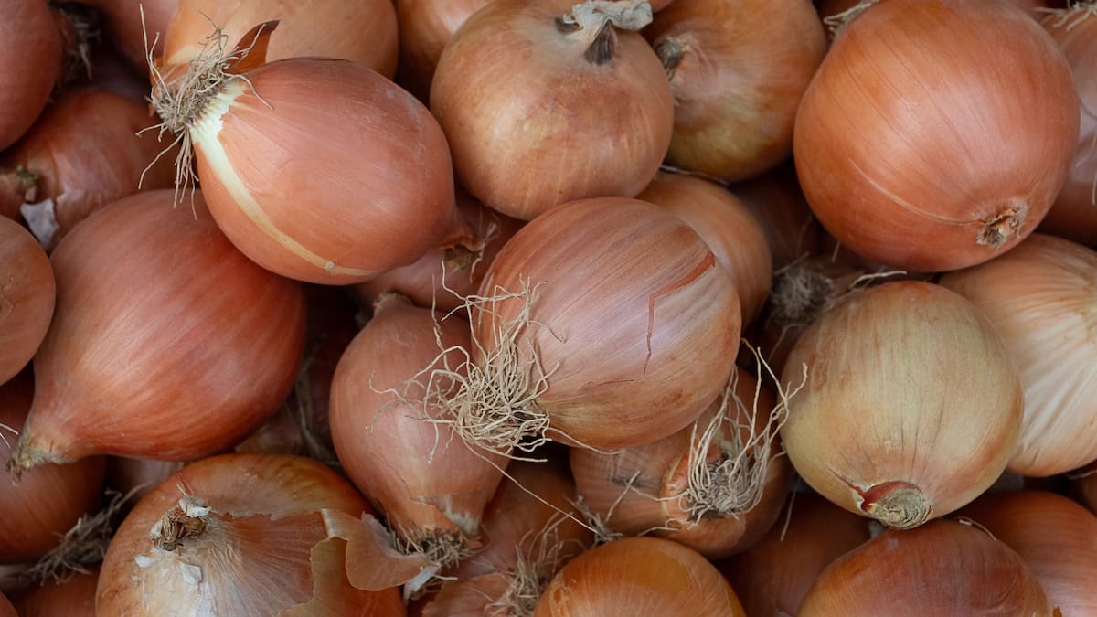 La Llavor 15/06/2024