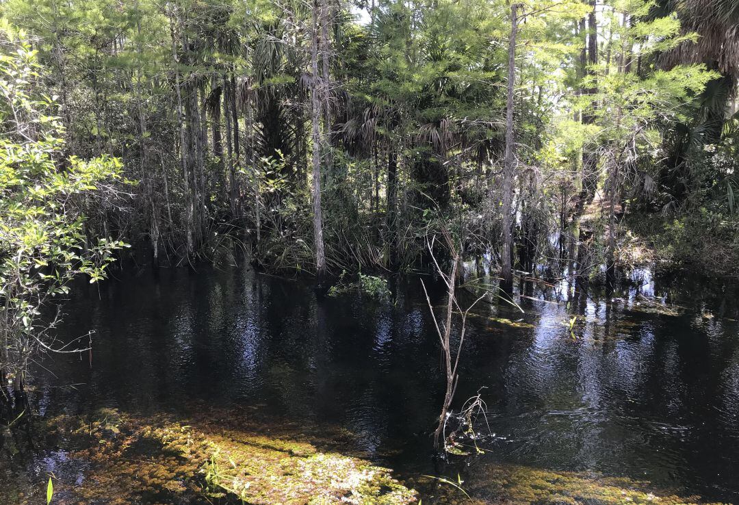 ¿Puedes encontrar al cocodrilo escondido en la imagen?