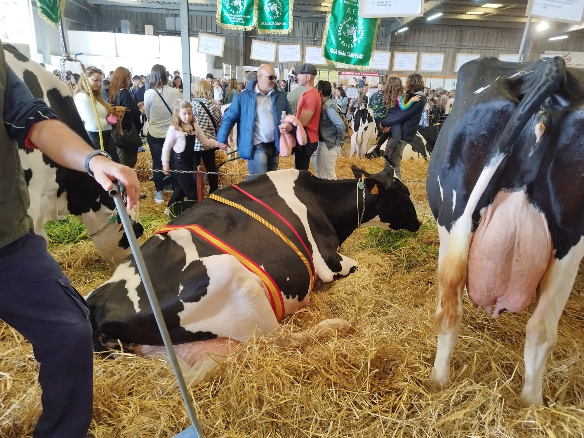 Biniseguí byway Kala és la gran Vaca Campiona