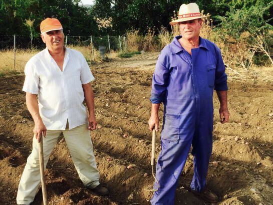 Manuel y Miguel preparando la tierra para sembrar las patatas / FELIPE MOLINA