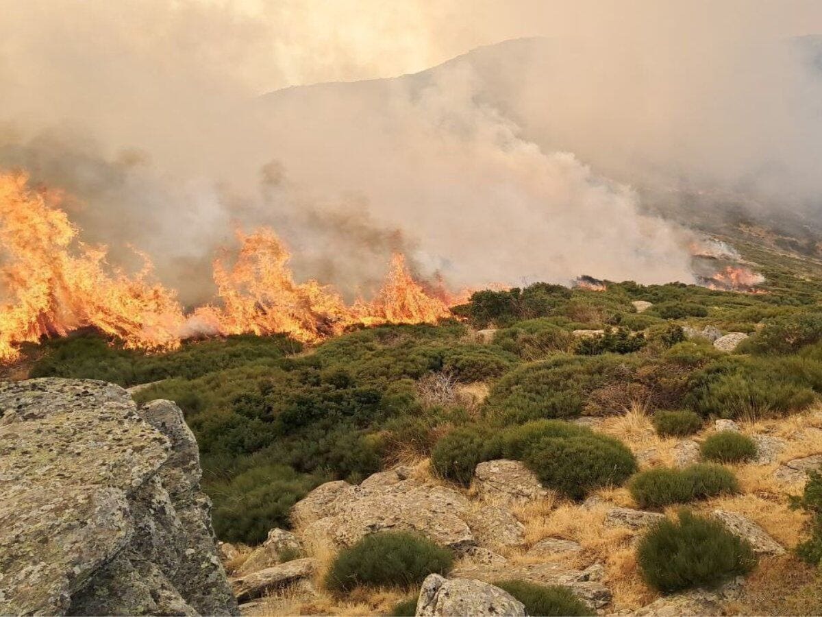 Medio millón de euros para restauración del Pico del Lobo tras el incendio