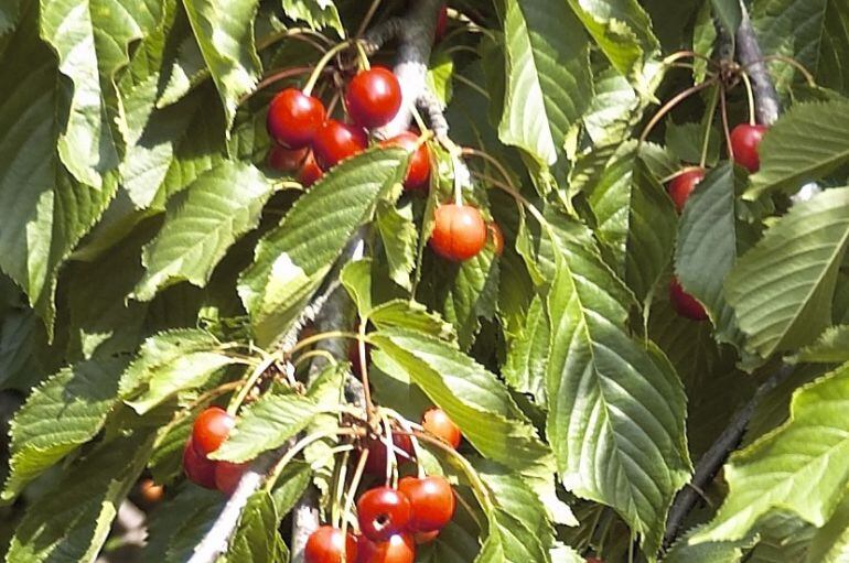 Cerezas del Valle del Jerte en plena recolección