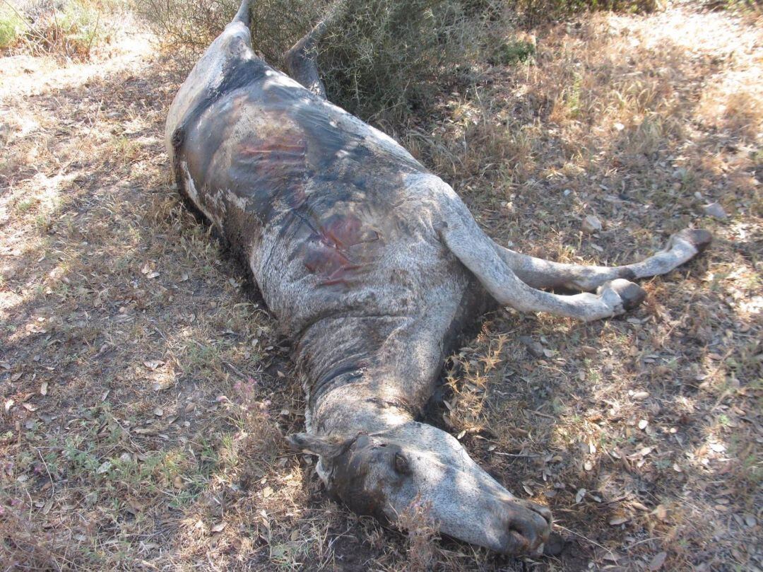 Uno de los animales heridos.