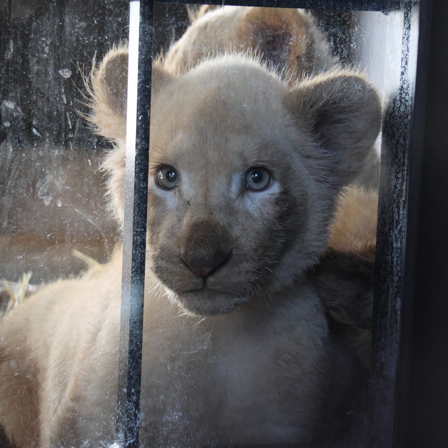 Leones rescatados en Primadomus, en Villena