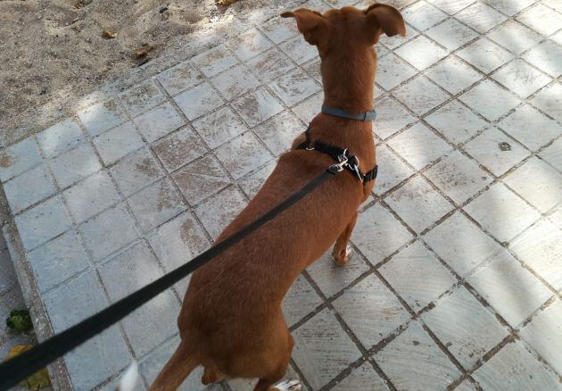 Perro paseando por una acera de Ciudad Real