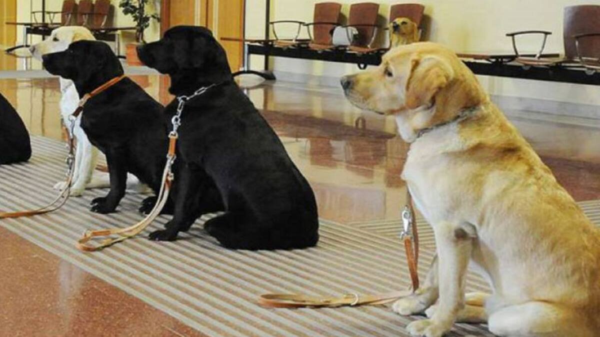 En tiempo de BIOMastocas en Hoy por Hoy Peñafiel repasamos con Dani García la inadecuada educación en los perros