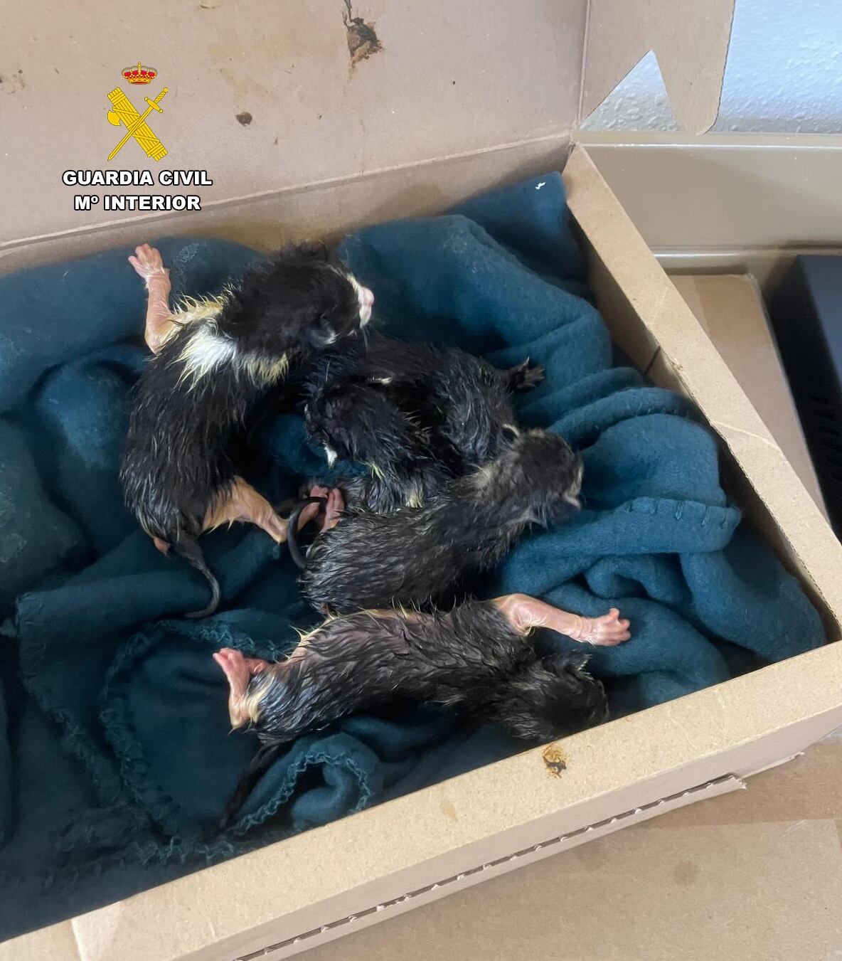 Cinco gatos abandonados en Barbastro.