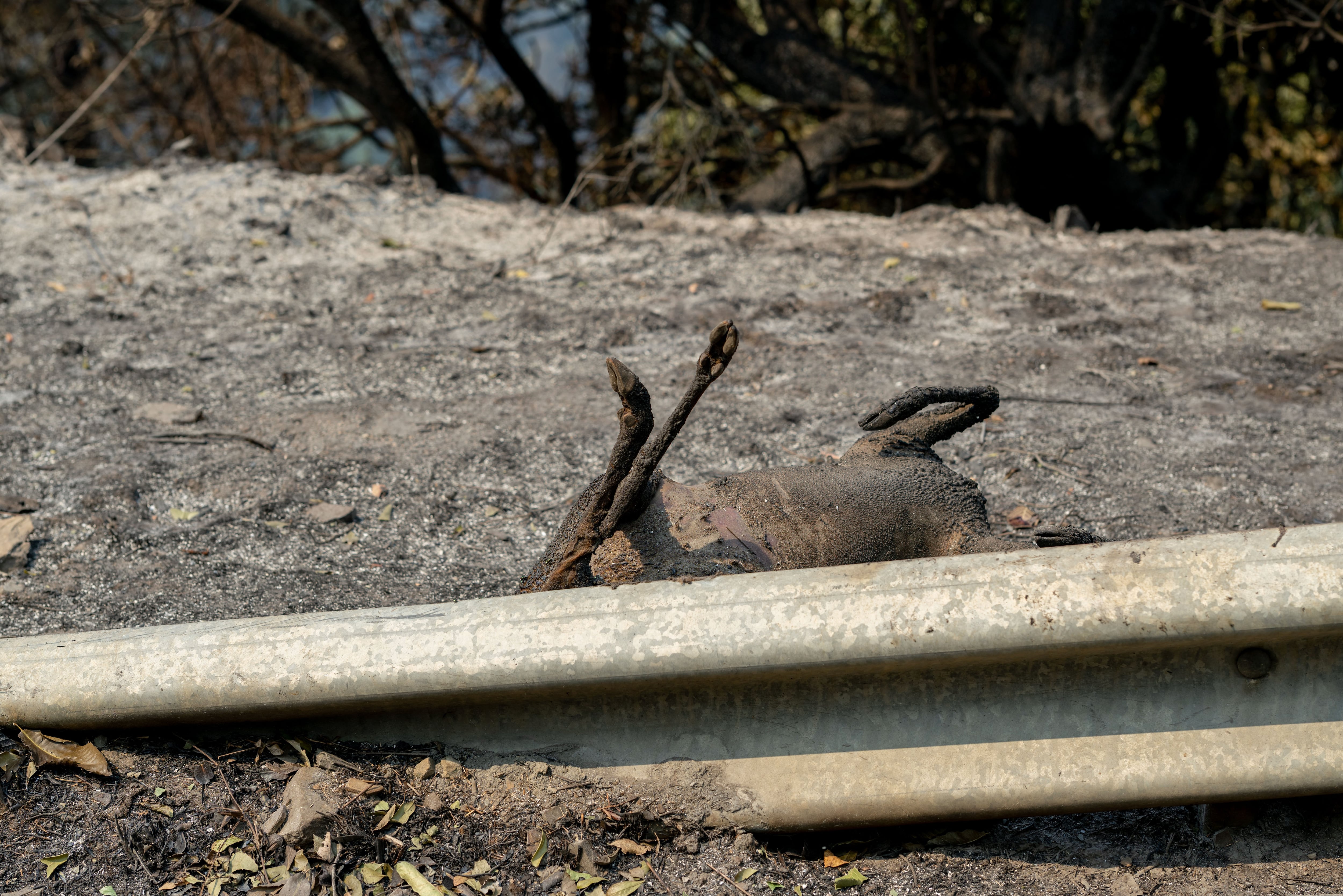 Un animal calcinado cerca de la aldea de San Vicente en Vilamartín de Valdeorras (Ourense).