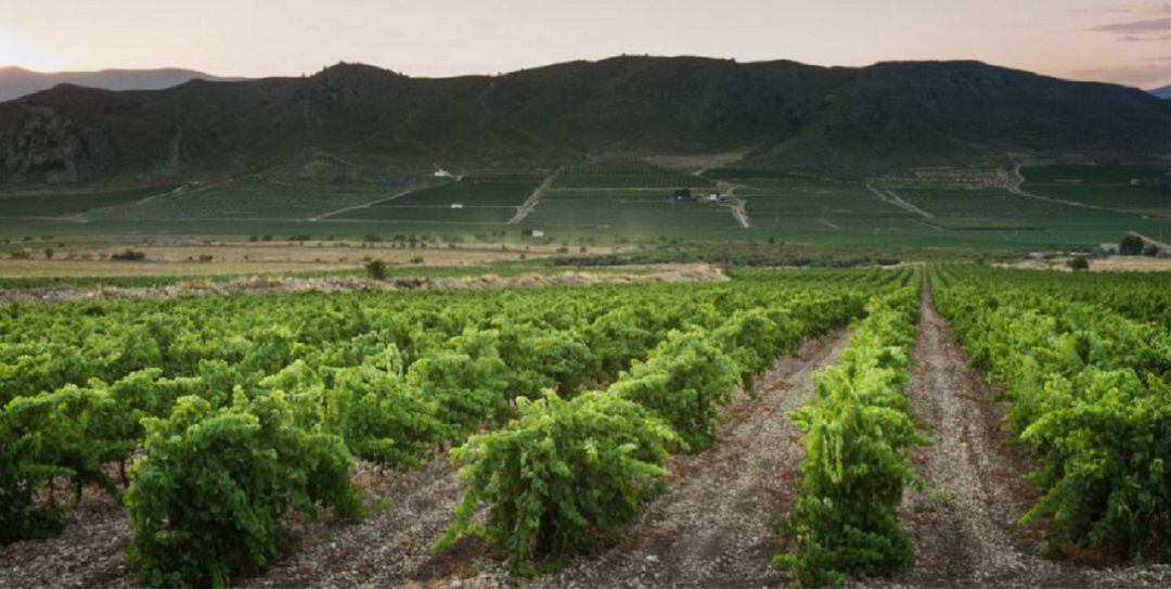 Panorámica de los viñedos de Bodegas Carchelo, en pleno parque natural de la sierra de El Carche 