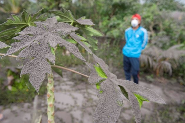 Las plantas en Karangasem, Bali, ya están cubiertas por la ceniza volcánica.