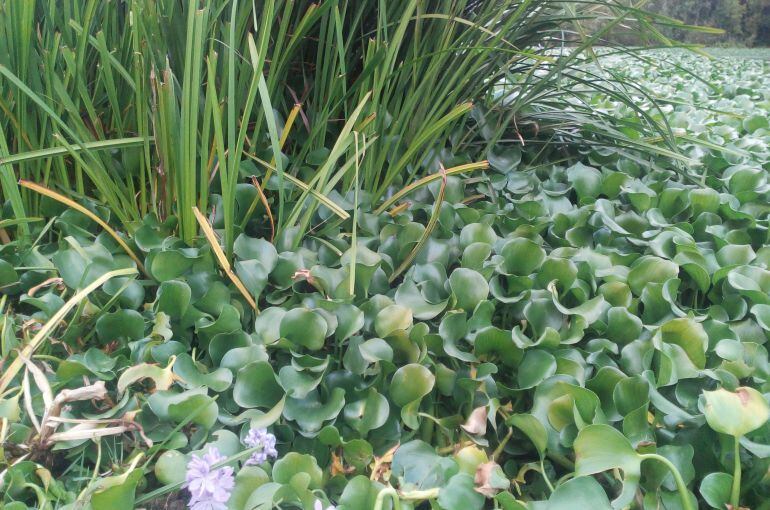 Camalote invadiendo el Guadiana a su paso por Medellín