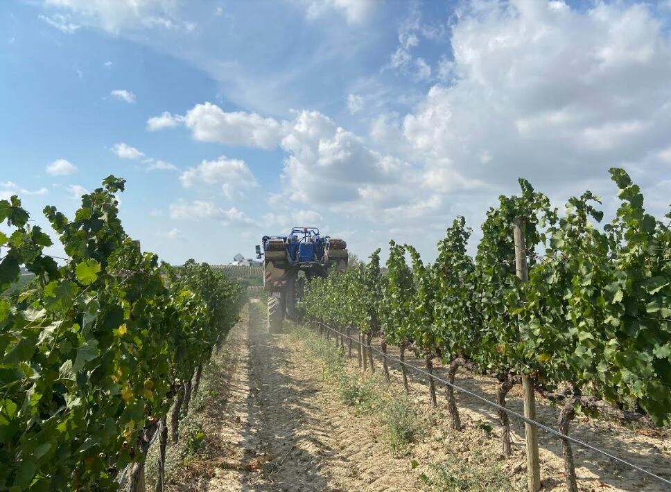 Inicio de la vendimia en la Bodega Sommos, en la DO Somontano (agosto 2022)