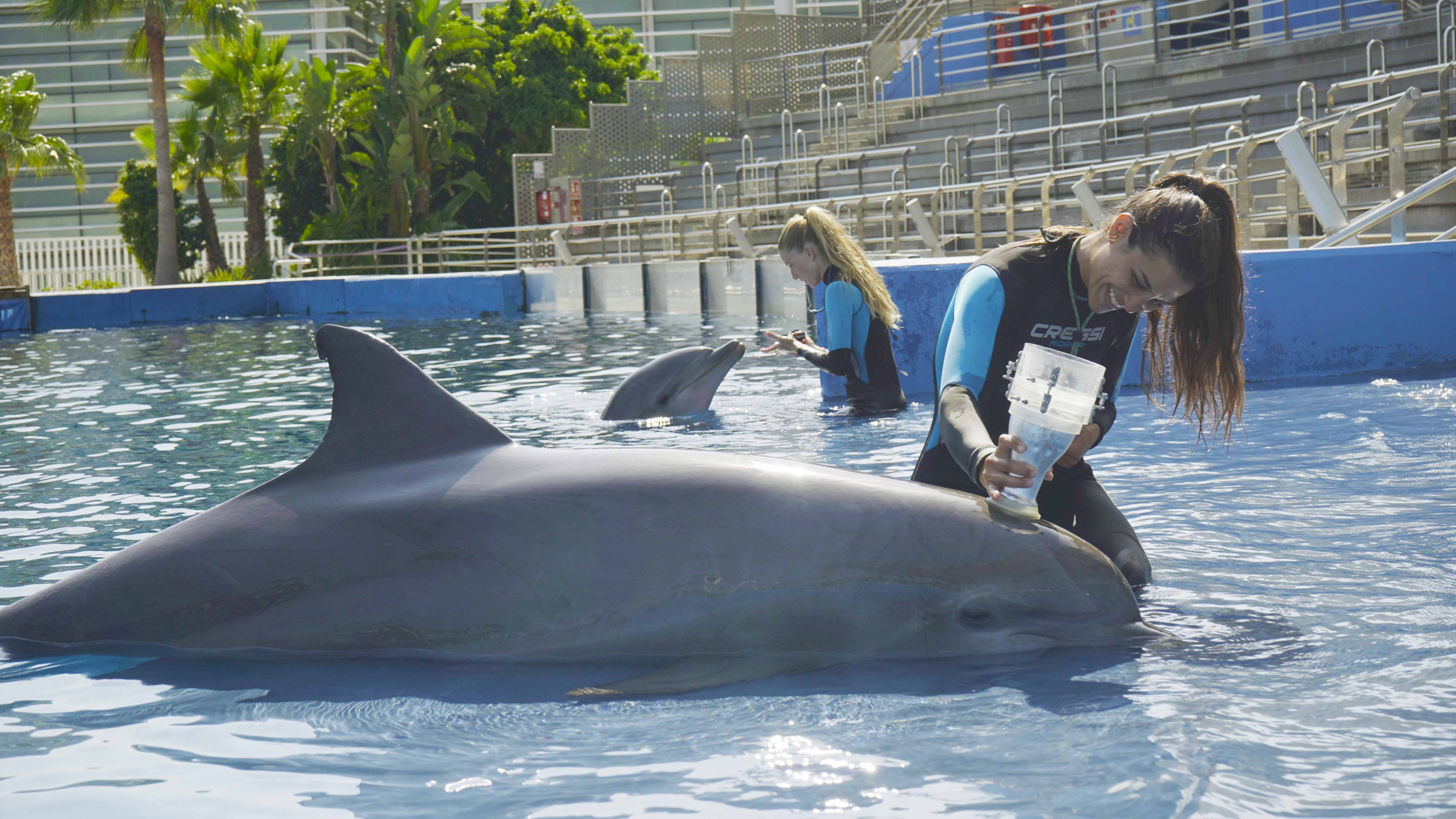 Oceanogràfic, Delfines