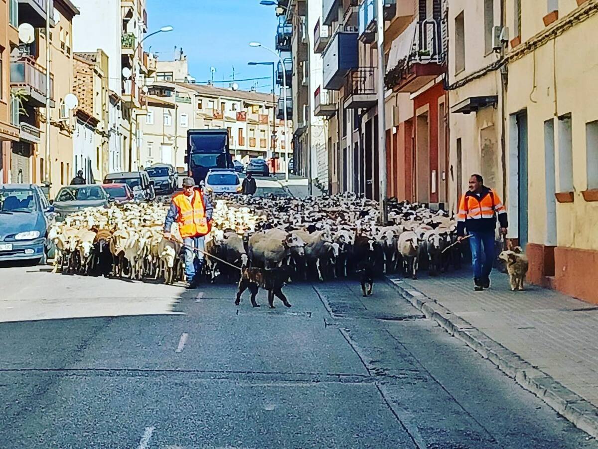 Mil ovejas pasan por Monzón