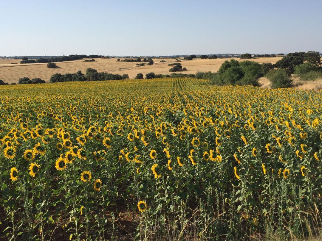 Caída en los precios del girasol 