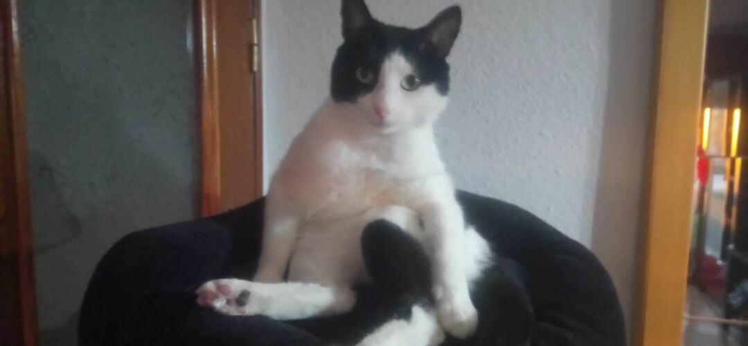 Un gato rescatado de una protectora en el sur de Madrid