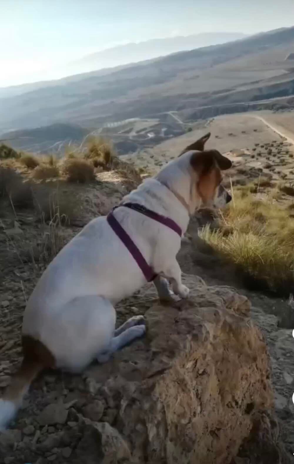 Lola, la perra asesinada, en una imagen publicada por el Ayuntamiento de Campos del Rïo