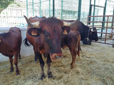 Ejemplar vacuno expuesto en ExpoHuelma.