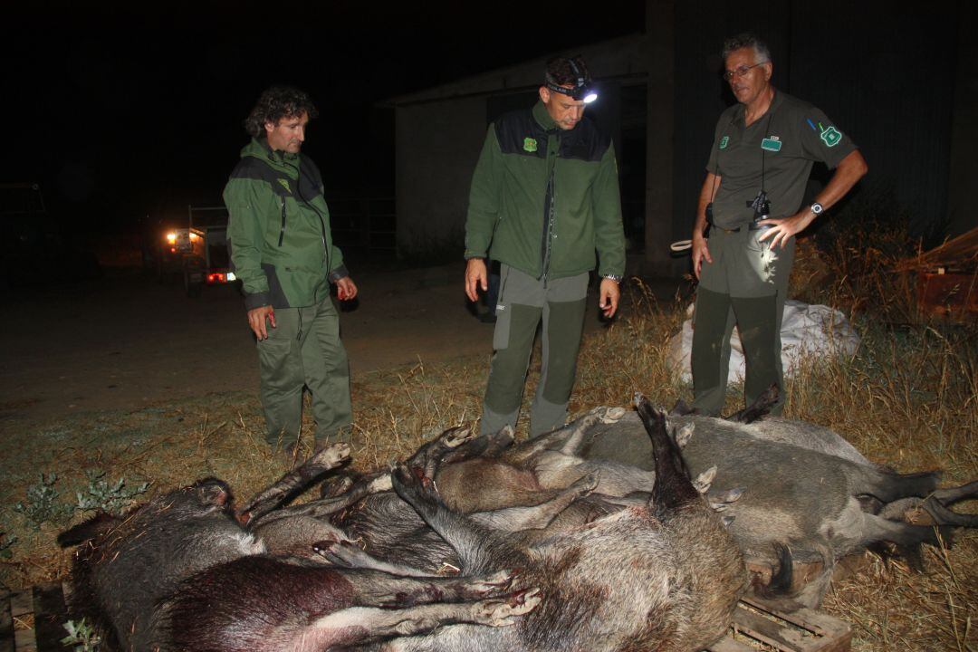 Tres agents rurals contemplen senglars abatuts (arxiu)