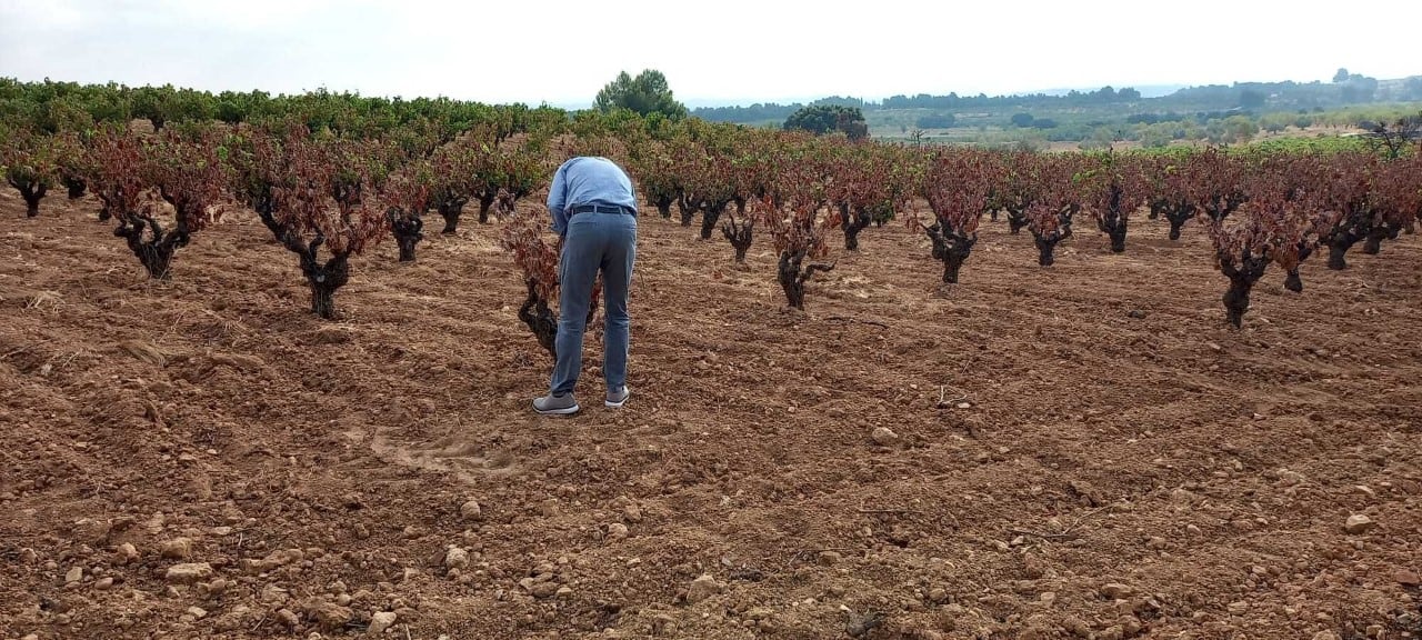 Un agricultor trabaja su campo