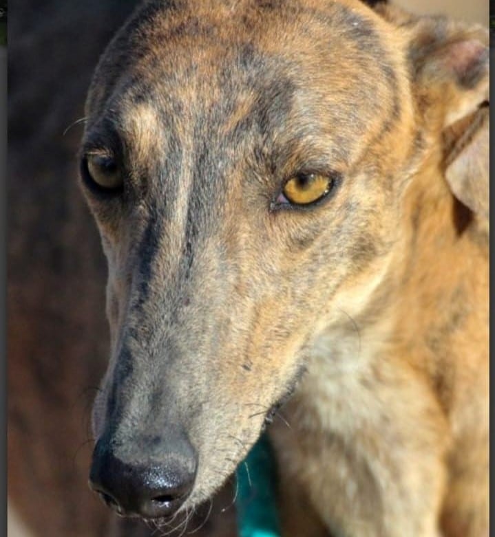 Uno de los galgos robados