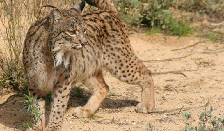 Lince Ibérico atropellado