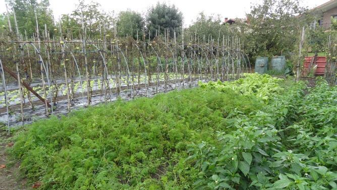 Huerta urbana en el barrio Zubieta