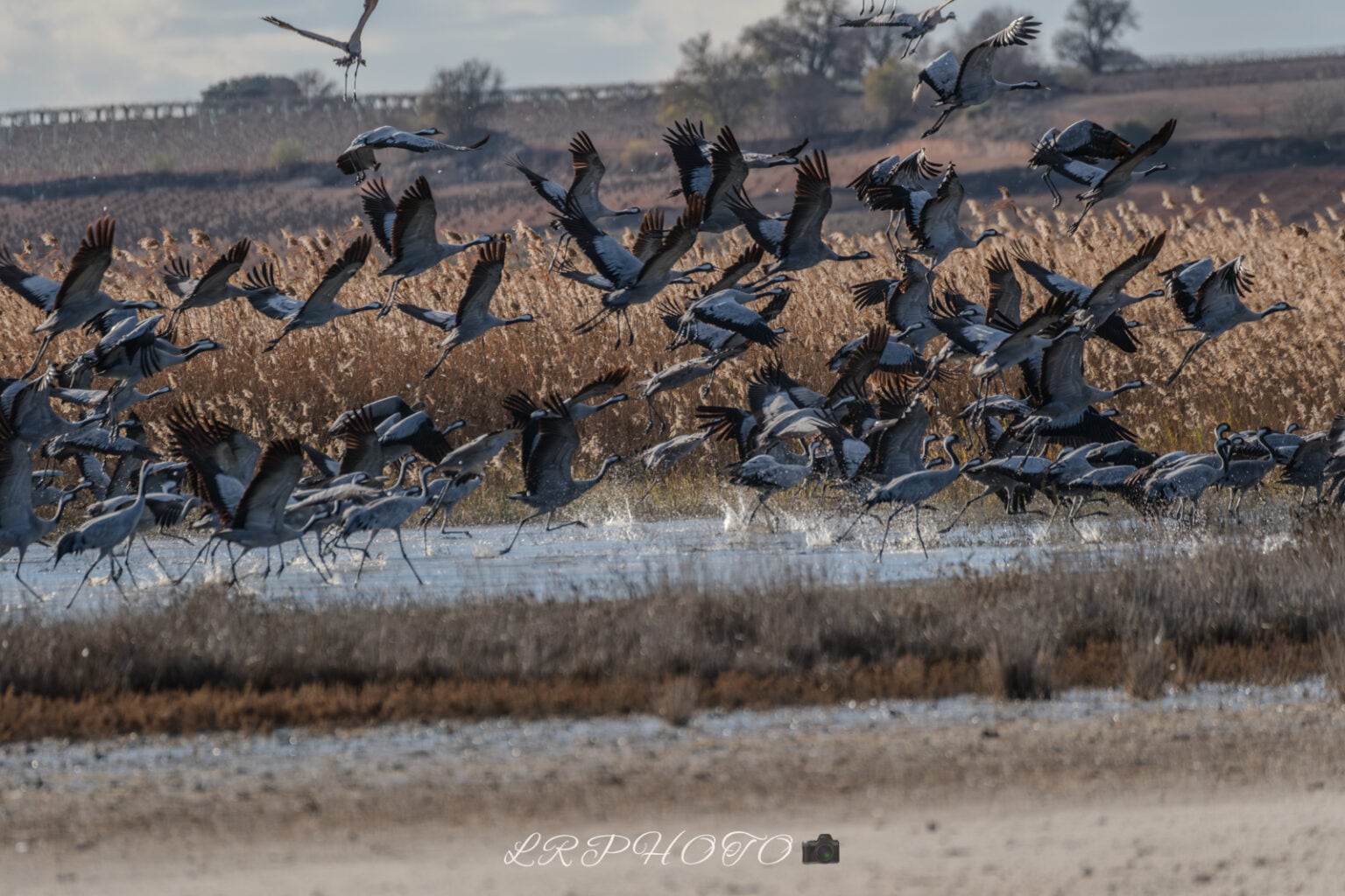 Grullas en el complejo lagunar de Manjavacas