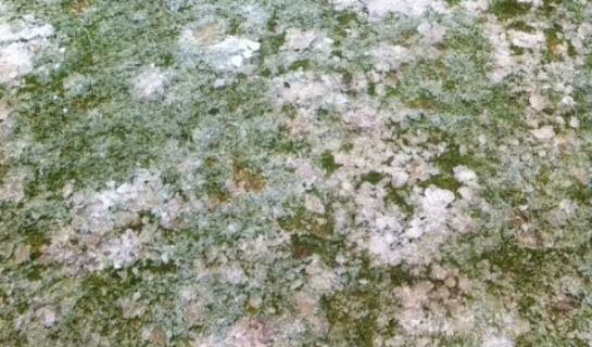 Césped helado en el campo de Mendizorroza.