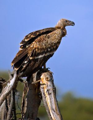 Ejemplar de buitre leonado