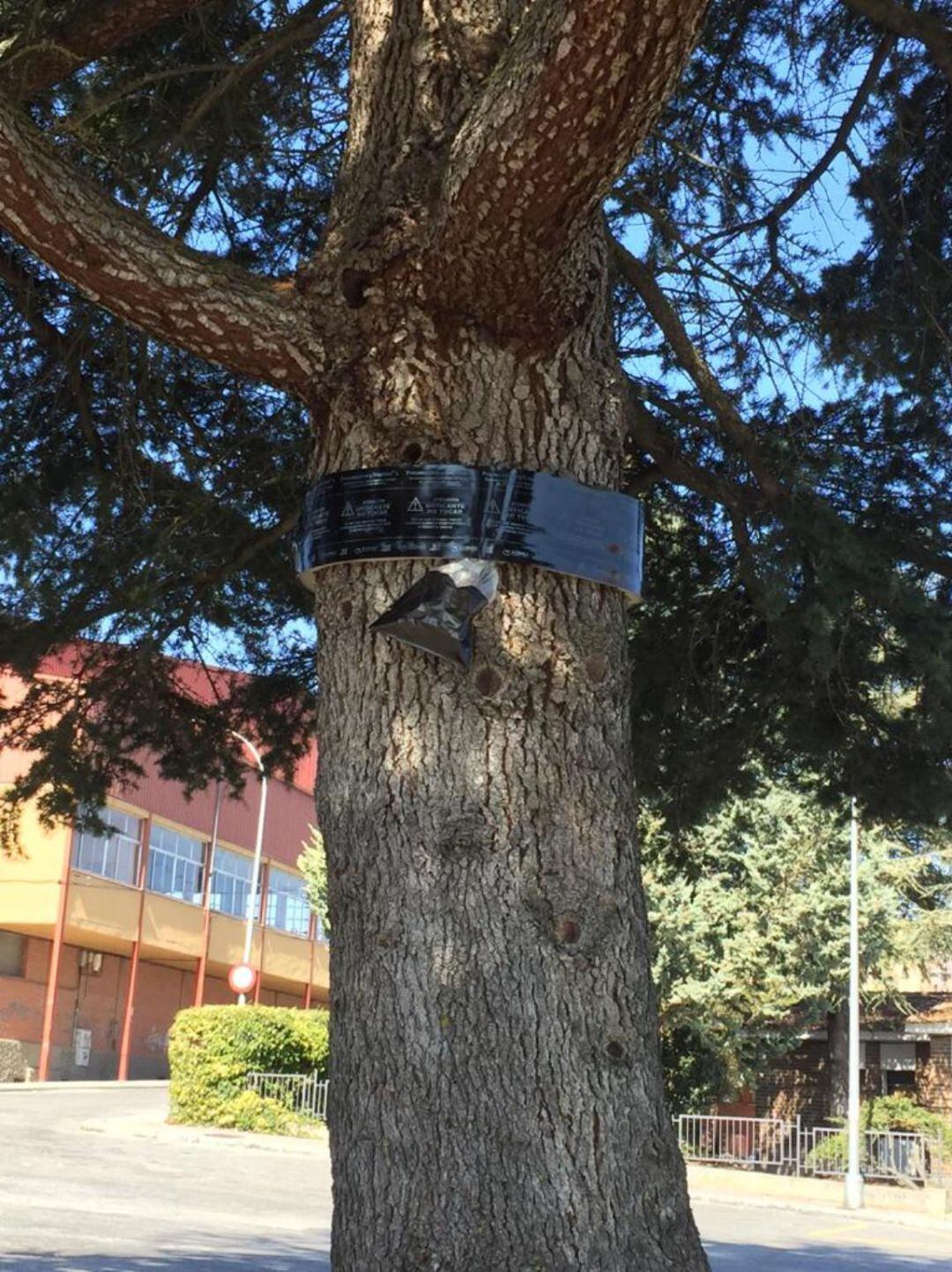 Bolsa trampa contra la procesionaria ubicada en un árbol en la zona deportiva de Cuéllar