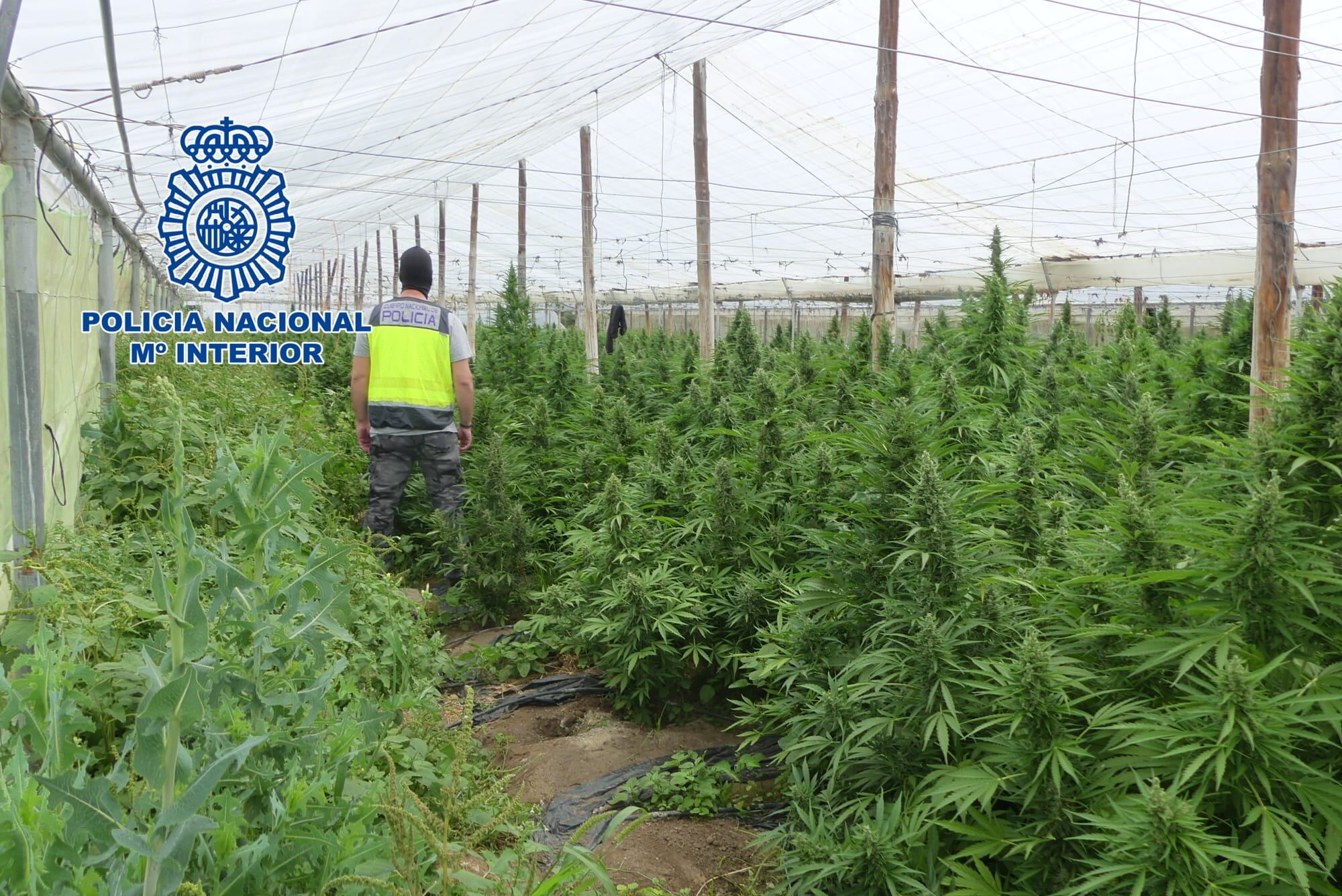 Detenidas diez personas dedicadas al cultivo de marihuana a gran escala.