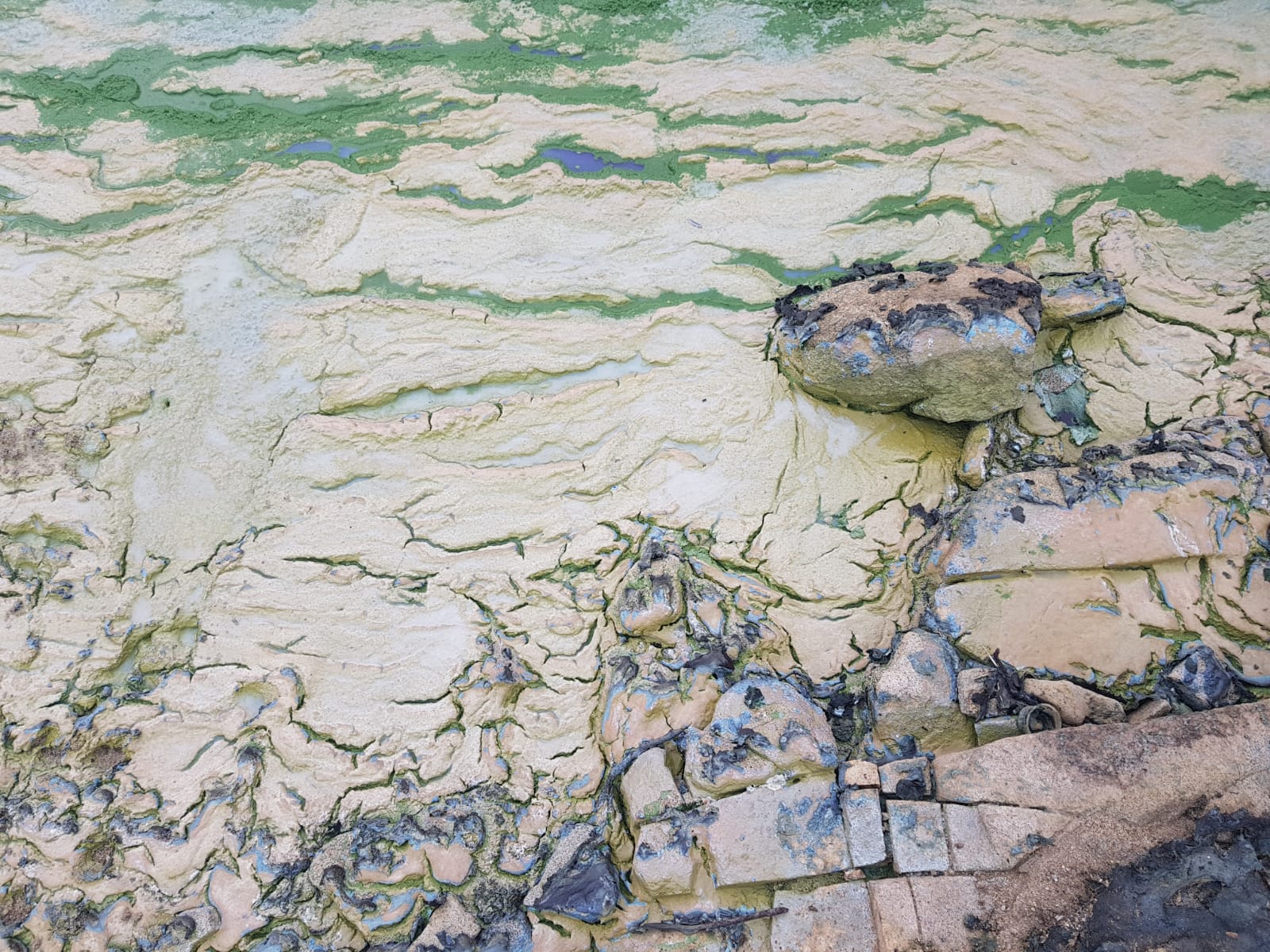 Esta es la desagradable imagen que ven quienes pasean por la orilla del pantano