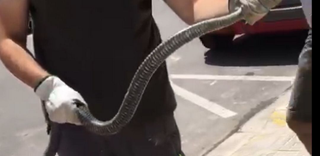 La culebra bastarda capturada en un bloque de apartamentos de la playa de Gandia. 