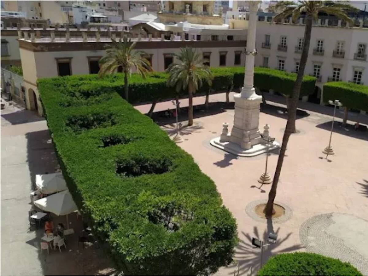 Los ficus de la Plaza Vieja se quedan
